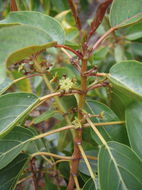 Plancia ëd Colubrina oppositifolia Brongn. ex H. Mann