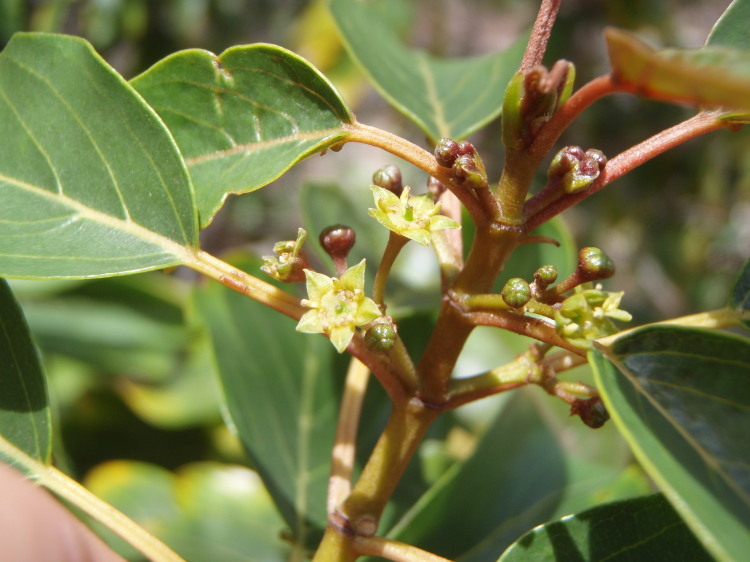 Plancia ëd Colubrina oppositifolia Brongn. ex H. Mann