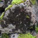 Image of Heinemann's andreaea moss
