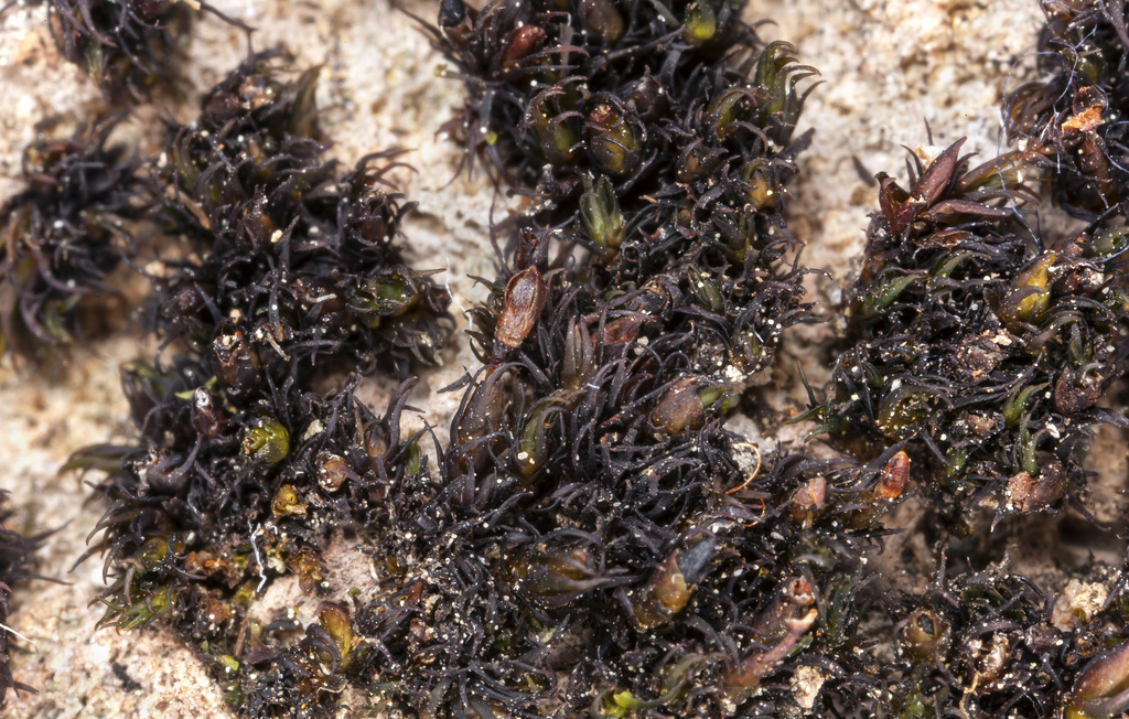 Image of Heinemann's andreaea moss