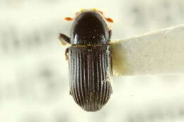Image of Sternobothrus