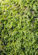 Image of bestia moss