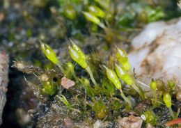 Image of bruchia moss