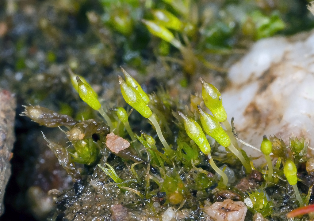 Image of bruchia moss