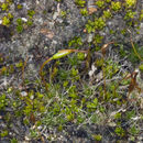 Image of crossidium moss
