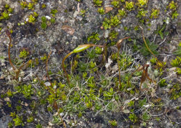 Image of crossidium moss
