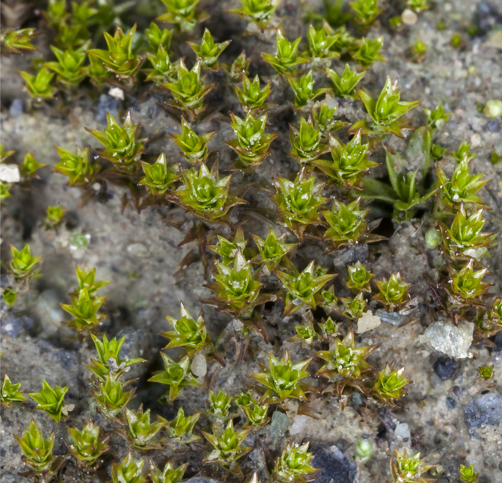 Imagem de Didymodon brachyphyllus Zander 1978