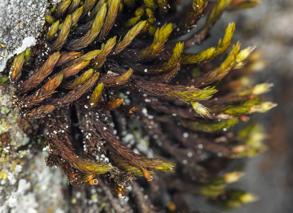 Image of Bolander's orthotrichum moss