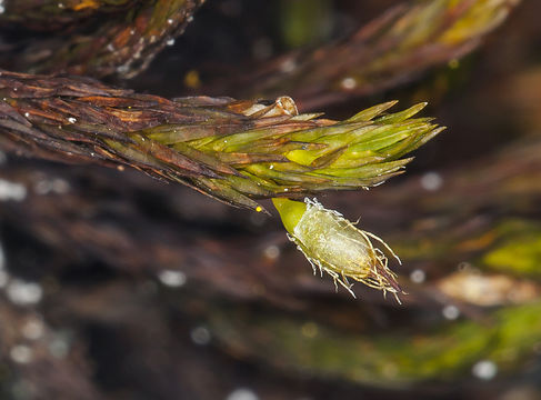 Image of Bolander's orthotrichum moss