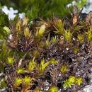 Image de <i>Orthotrichum norrisii</i>