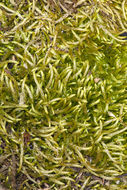 Image of scleropodium moss