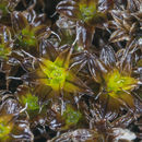 Image of Syntrichia caninervis Mitten 1859
