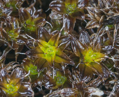 Image of Syntrichia caninervis Mitten 1859