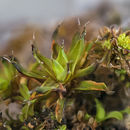 Image of <i>Syntrichia laevipila</i> var. <i>meridionalis</i>