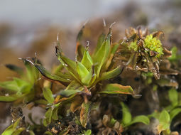 Image of <i>Syntrichia laevipila</i> var. <i>meridionalis</i>