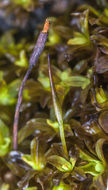 Image of Wideleaf Tortula Moss