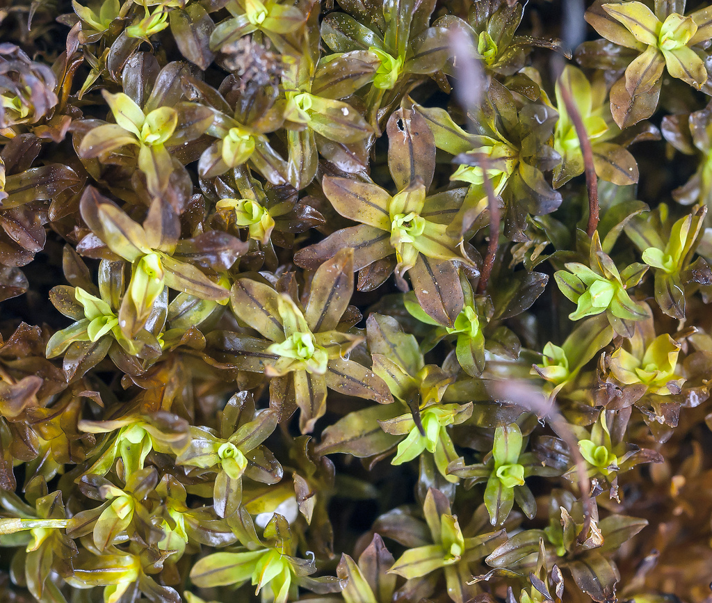 Image of Wideleaf Tortula Moss