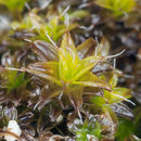 Image of Syntrichia