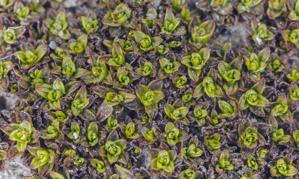 Image of rib-leaf moss