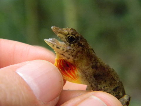 Image of Berriozabal Anole