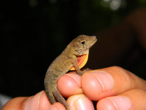 Image of Berriozabal Anole