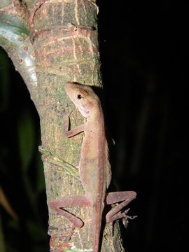 Sivun Anolis parvicirculatus Alvarez Del Toro & Smith 1956 kuva