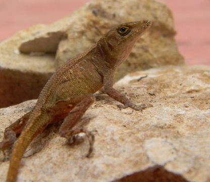 Sivun Anolis compressicauda Smith & Kerster 1955 kuva