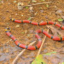 Image of Brown's Coral Snake