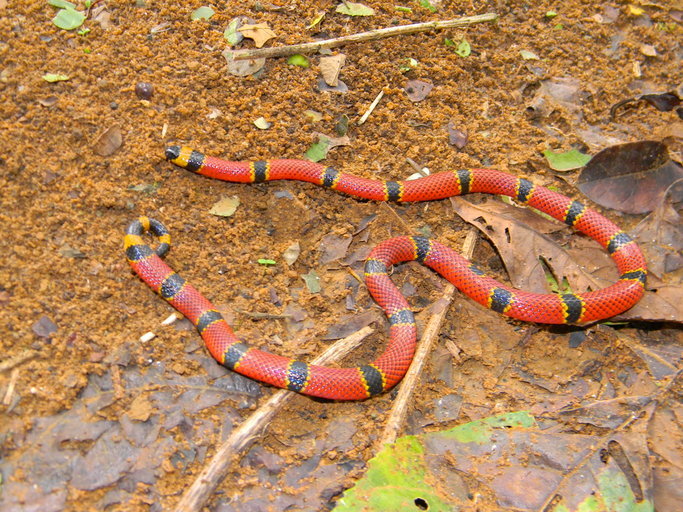 Image of Brown's Coral Snake