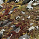 Image of glossy red bryum moss