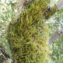 Image of California alsia moss