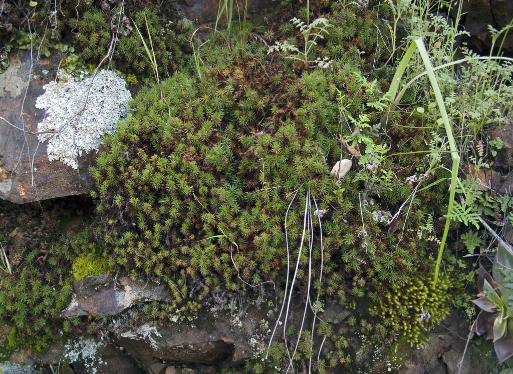 Image of juniper polytrichum moss