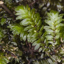 Image of Distichophyllum freycinetii Mitten ex Seemann 1873