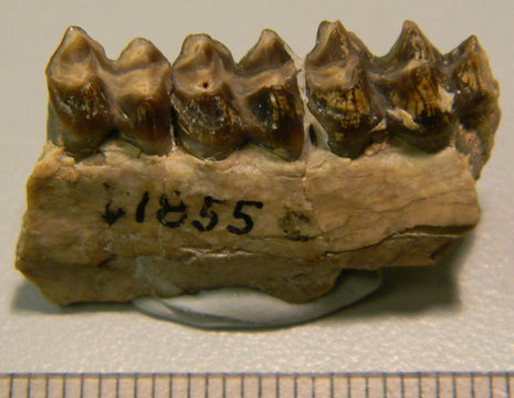 Image of Protoreodon parvus Scott & Osborn 1887