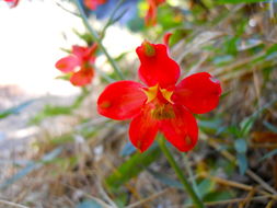 Image of scarlet larkspur