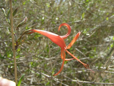 Anisacanthus linearis (Hagen) J. Henrickson & E. J. Lott resmi