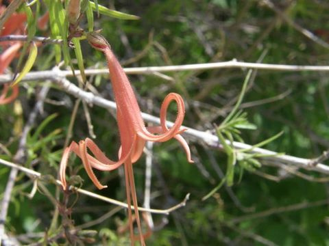 Anisacanthus linearis (Hagen) J. Henrickson & E. J. Lott的圖片