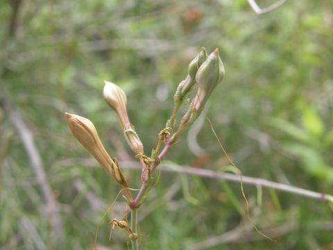 Anisacanthus linearis (Hagen) J. Henrickson & E. J. Lott resmi