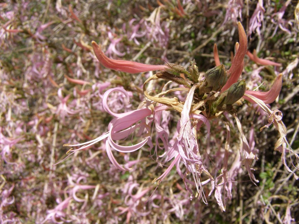 Image of dwarf desert honeysuckle