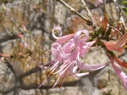 Image of dwarf desert honeysuckle