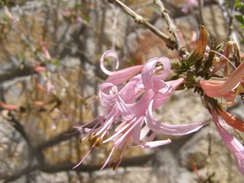 Anisacanthus puberulus (Torr.) J. Henrickson & E. J. Lott的圖片