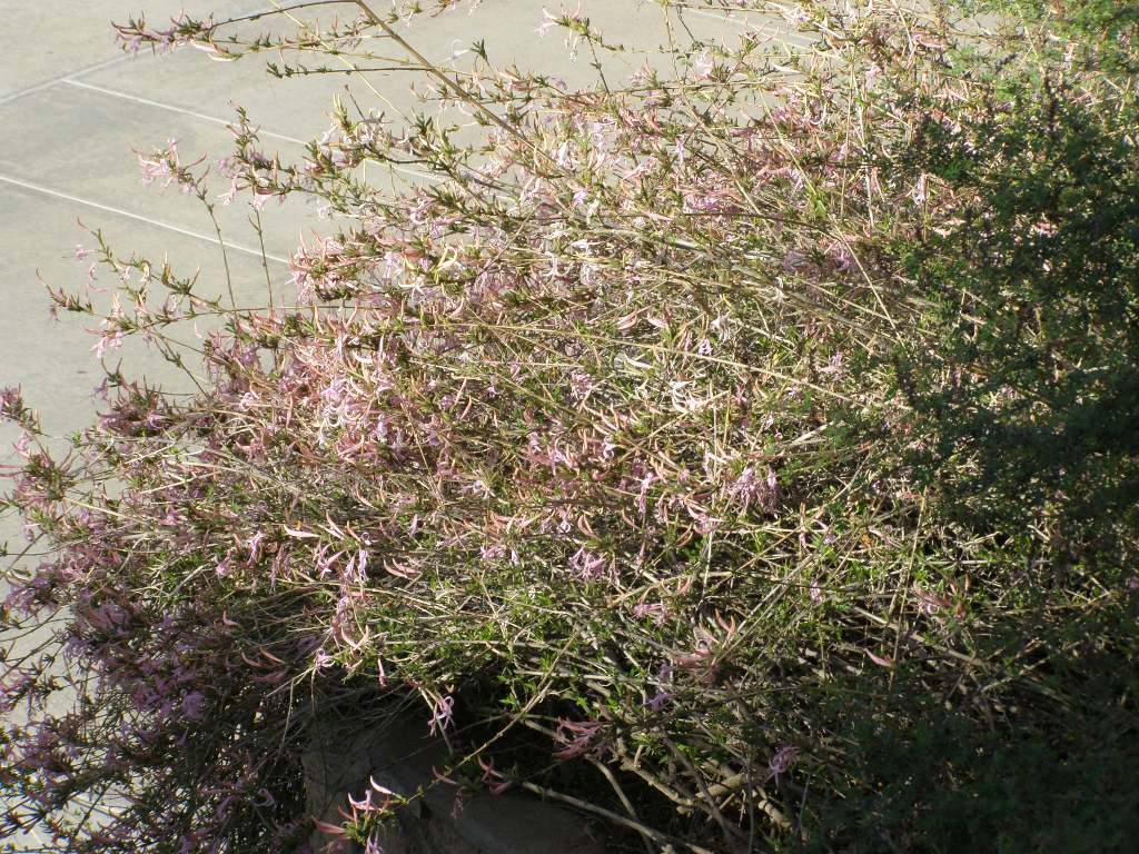 Image of dwarf desert honeysuckle