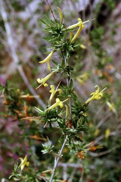 Anisacanthus thurberi (Torr.) Gray resmi