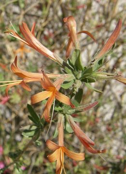 Anisacanthus thurberi (Torr.) Gray resmi