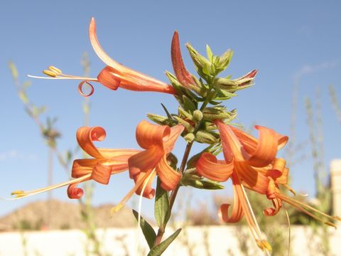 Anisacanthus thurberi (Torr.) Gray的圖片