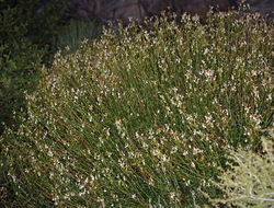 Image of bush beardtongue