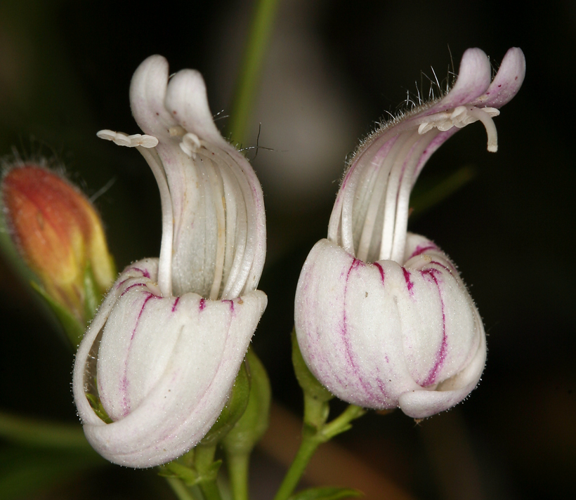 Image of bush beardtongue