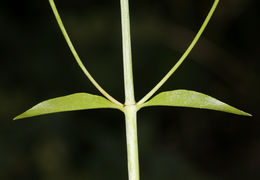 Image of bush beardtongue