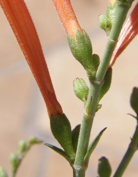 Anisacanthus quadrifidus var. wrightii (Torr.) J. Henrickson的圖片