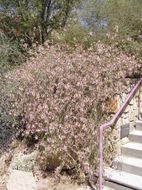 Image of dwarf desert honeysuckle